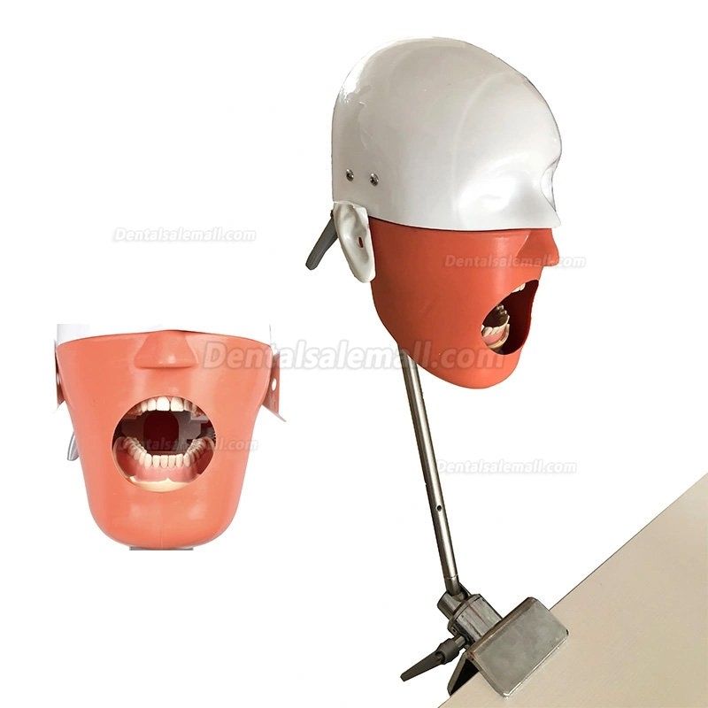 Bench Mount Dental Manikin Phantom Head Dental Patient Simulator Typodont Compatible with Nissin Kilgore/ Frasaco
